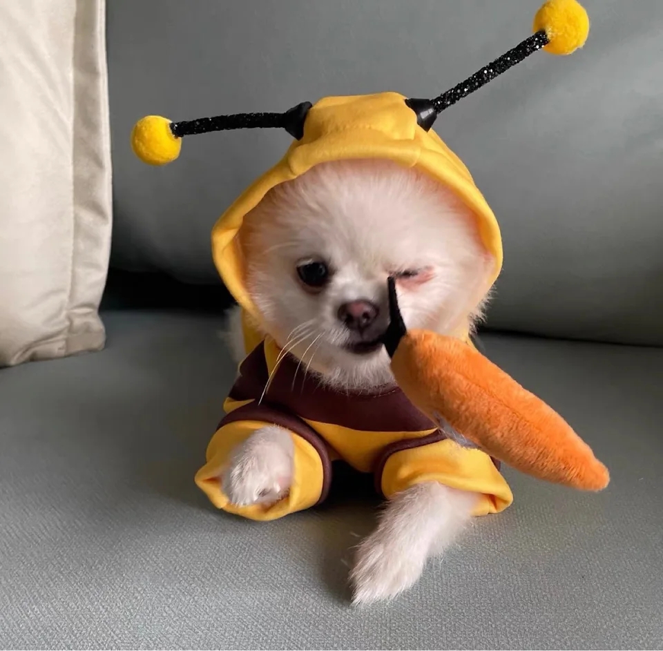 Disfraz De Abeja Para Mascotas – Con Capucha Y Tentáculos Flexibles – Tallas XS A XL, Suave Y Cálido – Ideal Para Halloween Y Fiestas